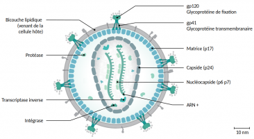 d*a様 Distinction I II III Ⅳ V structures Comparaison de la structure de la capside formée par dArc1 avec
